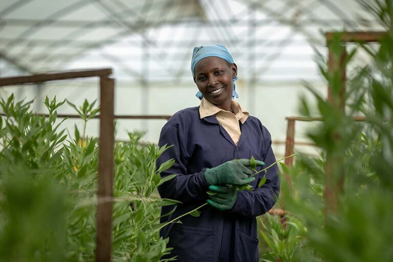 A-female-greenhouse-worker-stands-inside-her-crops-for-export-to-the-netherlands-in-nakuruKenya