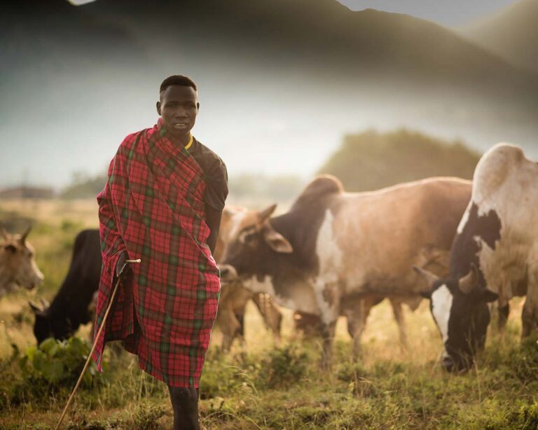 A-young-herdsman-grazes-his-cattle-in-moroto-karamoja-regionUganda