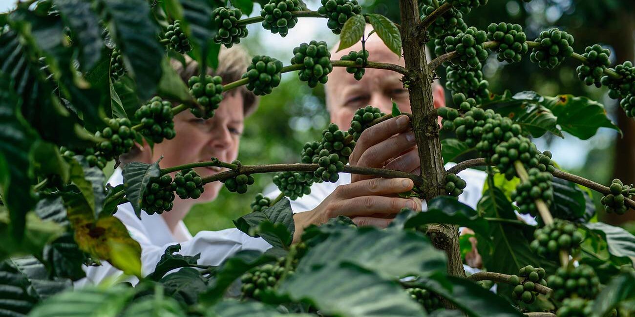 Dutch-investors-inspect-coffee-at-a-farm-in-masakaUganda