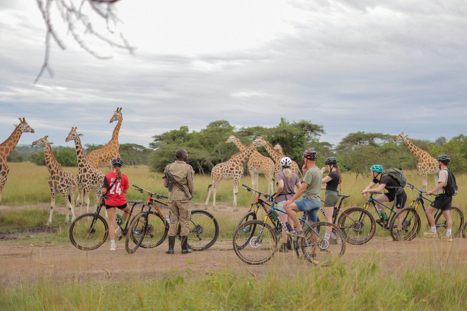 Image shows Tourism in Ugandas lake Mburo of a family doing bike ride in the park amongst giraffes
